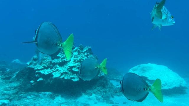 Uvita: Snorkeling at Caño Island - Unforgettable Experience - Photo 4 (Gallery view)