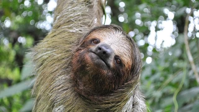 La Fortuna: Half-Day Wildlife Safari Float