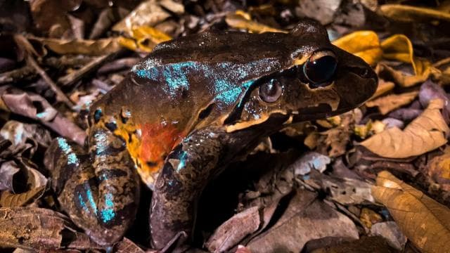 Drake Bay: Wildlife Tour at Night with Naturalist Guide