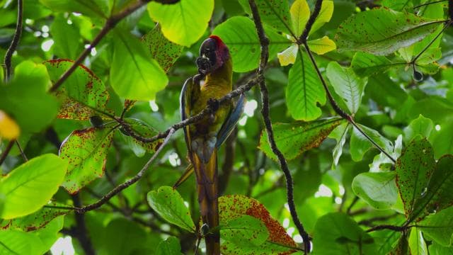 Tortuguero: Jaguar Trail Guided Hike "Feel the Rainforest"