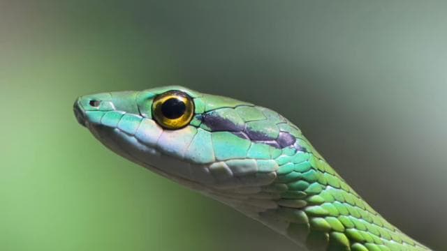 Manuel Antonio National Park Night Tour