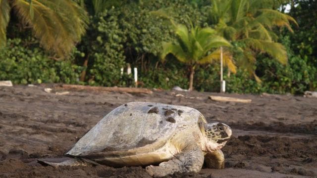 TURTLE WATCHING IN TORTUGUERO COSTA RICA - Photo 3 (Gallery view)