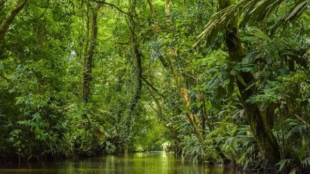 Tortuguero National Park: Best Things to Do in Tortuguero