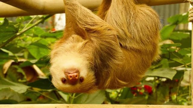 Monteverde: Suspension Bridges, Sloths, and Butterflies