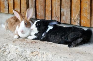 Punta Cana Xploration Animal Park Bus Tour with Hotel Pickup – Adults $90, Kids $68 - Photo 3 (Gallery view)