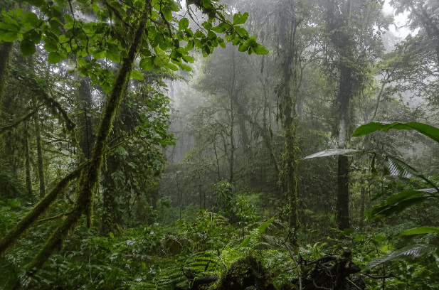 Monteverde: Hanging Bridges Small-Group Cloud Forest Tour - Photo 3 (Gallery view)