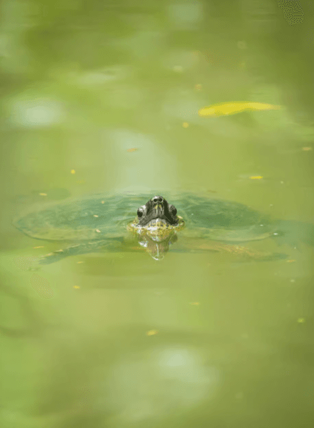 Punta Uva: Sloth and Wildlife Kayaking Tour - Photo 2 (Gallery view)