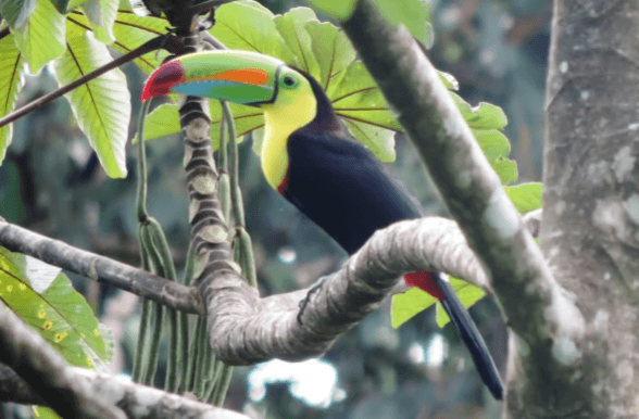 San José: Arenal Volcano, Waterfalls, Coffee and Hot Springs - Photo 2 (Gallery view)