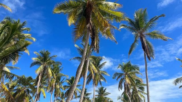 Saona Island Day for Marella Discovery (La Romana Port)