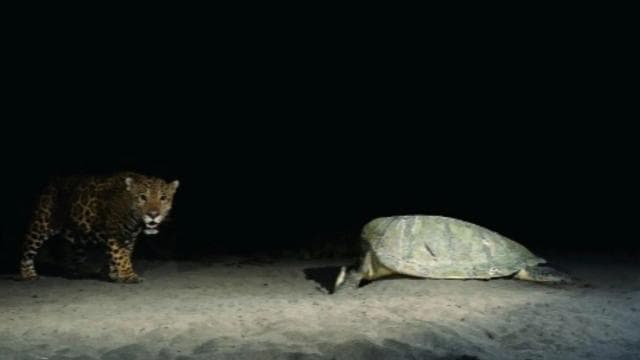 Tortuguero: Turtle Nesting Tour on Tortuguero Beach