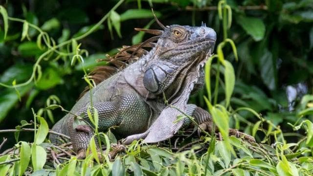 Tortuguero National Park: Canoe Tour with electric motor