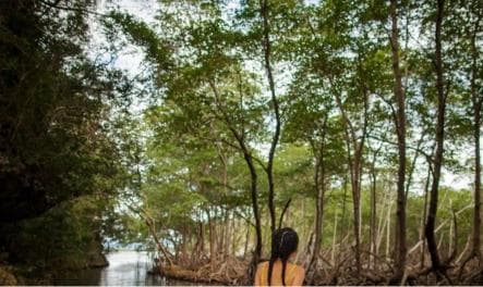  Los Haitises National Park: Boat Tour with Caves Visit