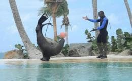 Punta Cana: Dolphin Park Entry and Swim with Dolphins - Dominican Republic