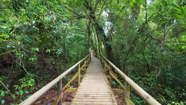 1 hour 45 minutes Crocodile Adventure Tour in Tarcoles River