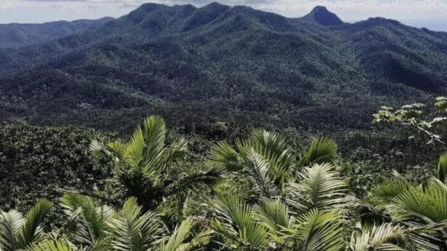 Puerto Rico: El Yunque Rainforest Guided Tour with Transfers