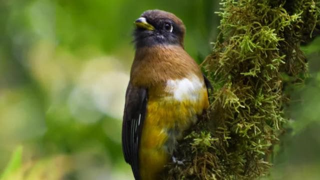Monteverde: Cloud Forest Guided Nature Tour