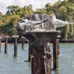 From Samana: Los Haitises Boat and Walking Tour with Lunch - Photo 2 (Gallery view)