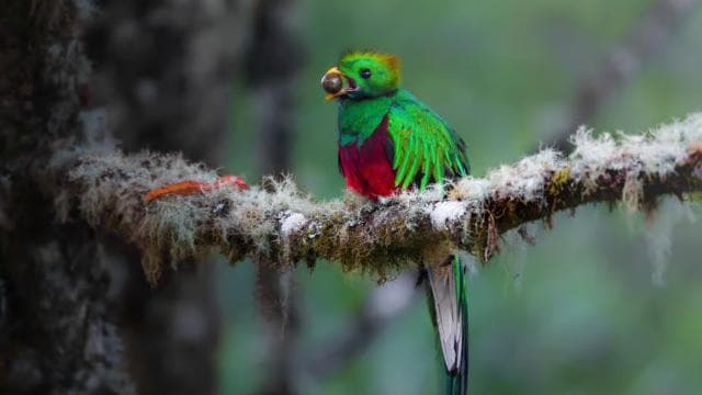 Monteverde: Half-Day Bird Watching Tour