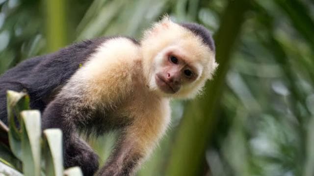 Tortuguero: KAYAK Tour in the Canals. An Unparalleled Experience