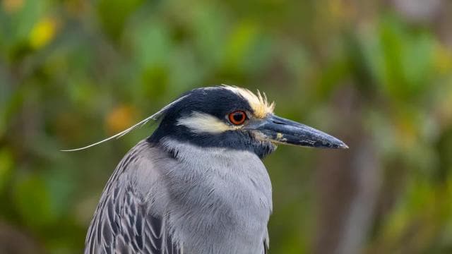 Costa Rica : Birdwatching experience with a profesional.