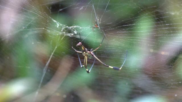 Private Hike in Tenorio Volcano National Park - Río Celeste - Photo 5 (Gallery view)