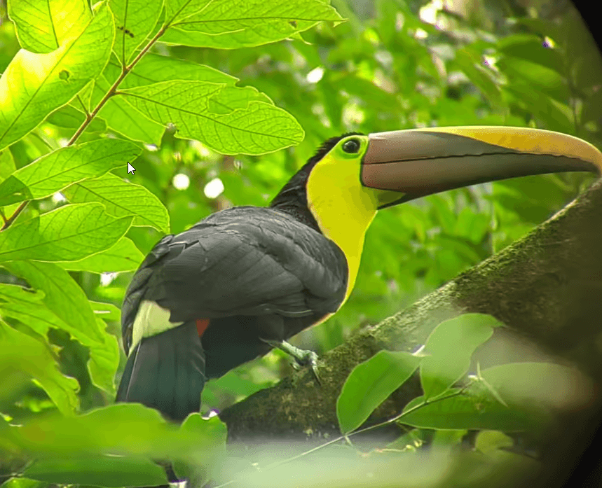 Parque Nacional Manuel Antonio: Visita Guiada con ENTRADA INCLUIDA - Photo 3 (Gallery view)