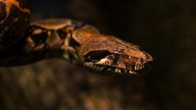 Manuel Antonio: Night Mangrove Safari Boat Tour with Dinner