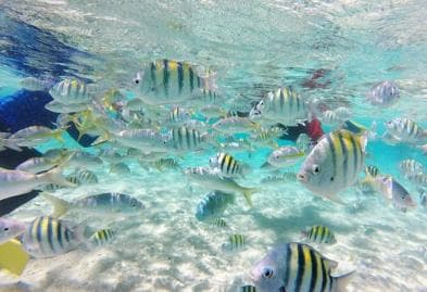Cayo Arena: Paradise Island Tour Sosua o Cabarete