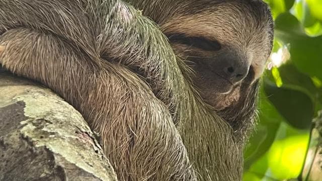 Manuel Antonio National Park Full Wildlife
