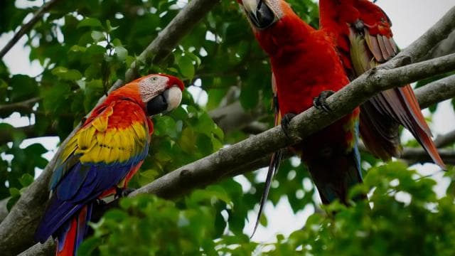 Manuel Antonio: Scarlet Macaw Tour with Professional Photos - Photo 2 (Gallery view)