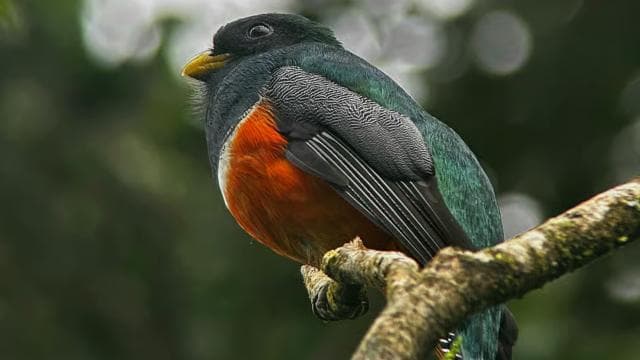 Monteverde: Exploration of the Cloud Forest