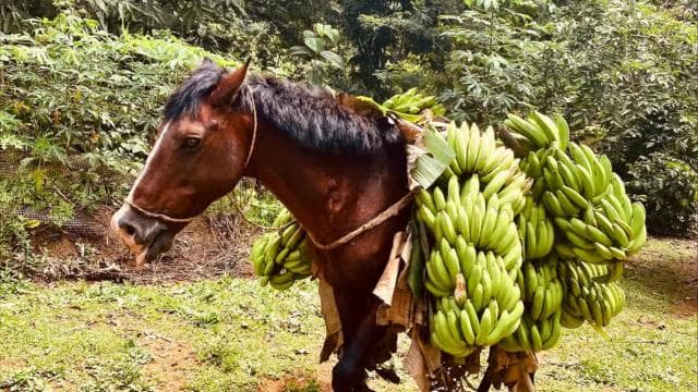 PV & Cahuita: Chocolate Tour Bri Bri Village & Waterfalltour