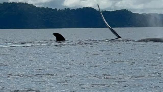 Puerto Jiménez: Dolphin Watching with a Snorkeling Stop