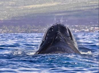 Miches: Half Day Whale Watching Catamaran Tour with Snacks - Photo 2 (Gallery view)
