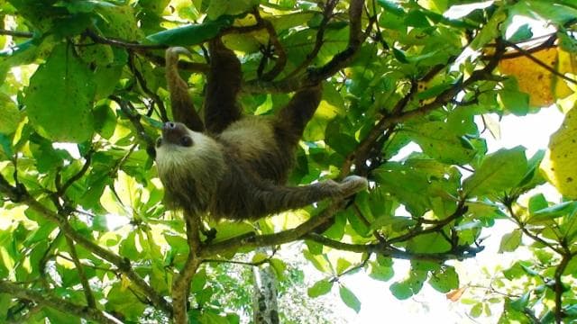 Manuel Antonio National Park Combo Tour from San Jose