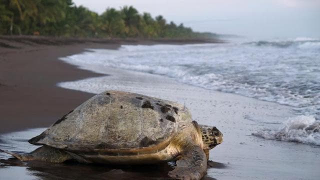 Tortuguero: Turtle Nesting Tour on Tortuguero Beach