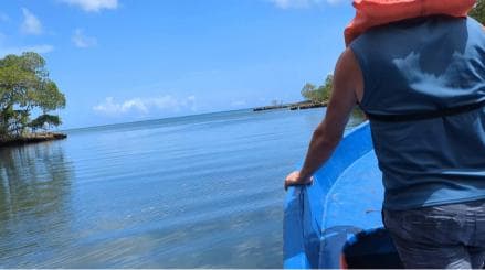 Mangove boat tour - Rio San Juan Guided 4-6 hour tour - Photo 5 (Gallery view)