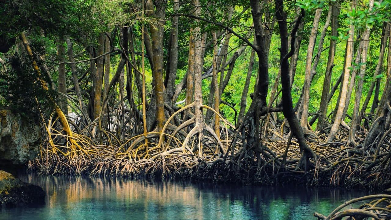 CaÃ±o Hondo : Los Haitises Sunrise or Sunset Private Kayak Excursion with Locals