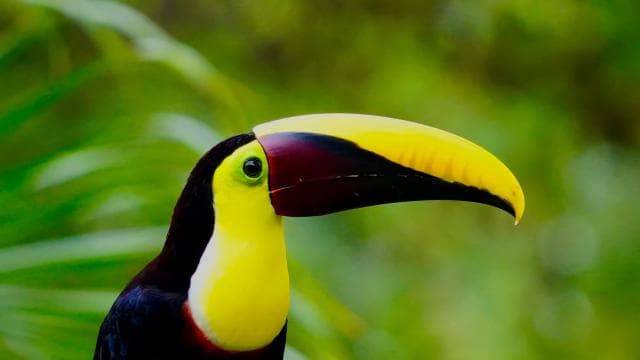 Manuel Antonio Park: Guided Walking Tour with a Naturalist - Photo 2 (Gallery view)