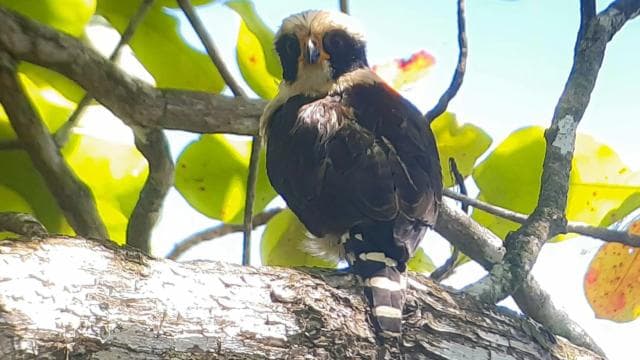 Uvita: Bird Watching Tour - Photo 5 (Gallery view)