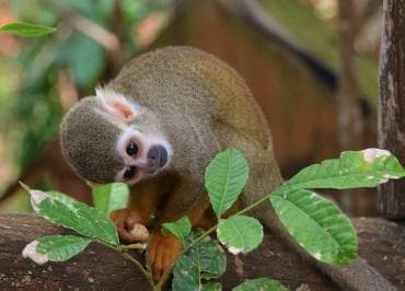 Puerto Plata: ATV Ride Adventure And Monkeys + Lunch - Dominican Republic