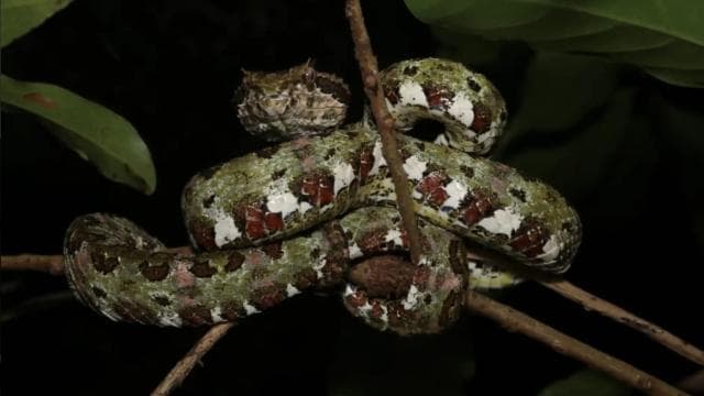 Monteverde: Geführter Nachtspaziergang in Monteverde - Photo 3 (Gallery view)