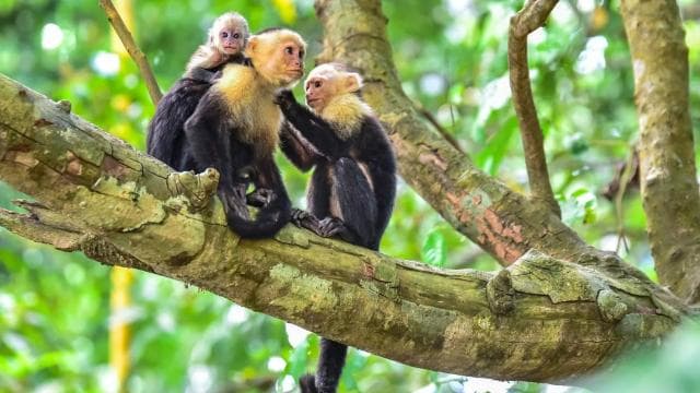 Manuel Antonio: Discover the tropical forests & white-sand - Photo 4 (Gallery view)