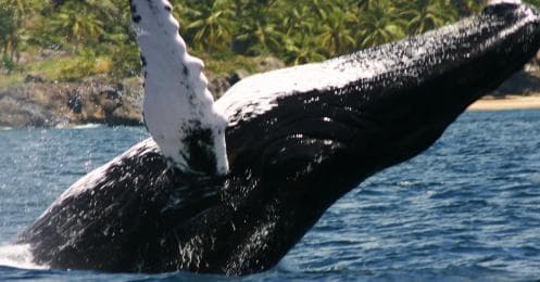 Samana: Whale Watching Tour