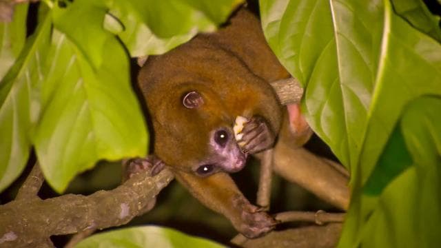 Puerto Viejo: Wildlife Night Tour in the Jungle