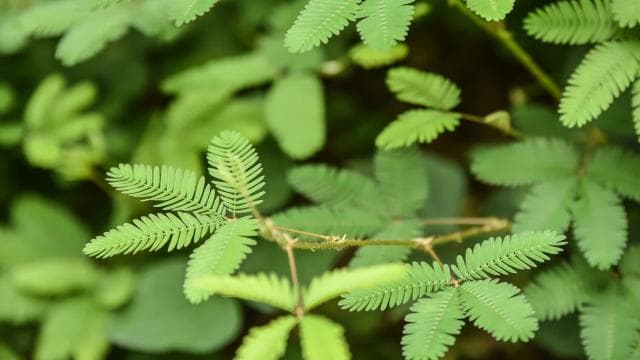 From San Juan: El Yunque Forest Hike & Ziplining Combo Tour