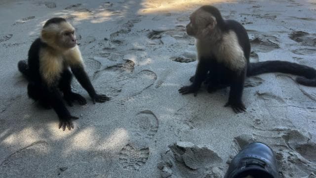 Nationalpark Manuel Antonio: 8-stündige All-Inclusive-Tour - Photo 2 (Gallery view)
