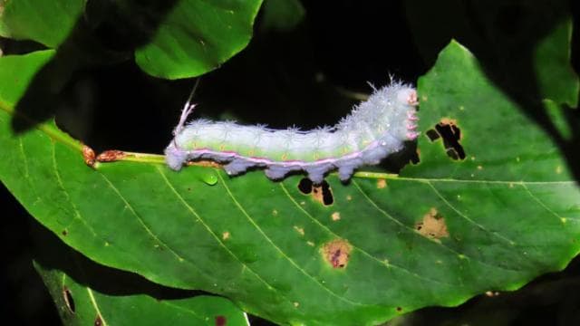 Amazing Night Walk in Tortuguero
