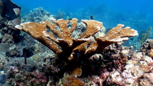 La Romana: Catalina Island for Mein Schiff Cruise Passengers