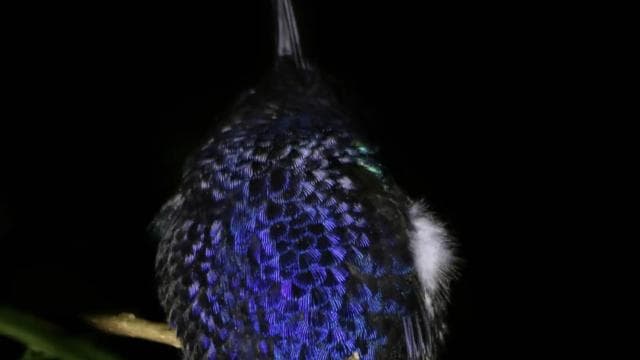 Monteverde: Guided Night Walk In Monteverde